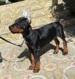 11 weeks old Doberman for new homes